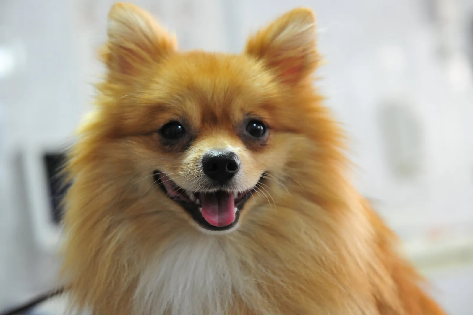 Pomeranian roșcat care zâmbește, în clinica CentroVet