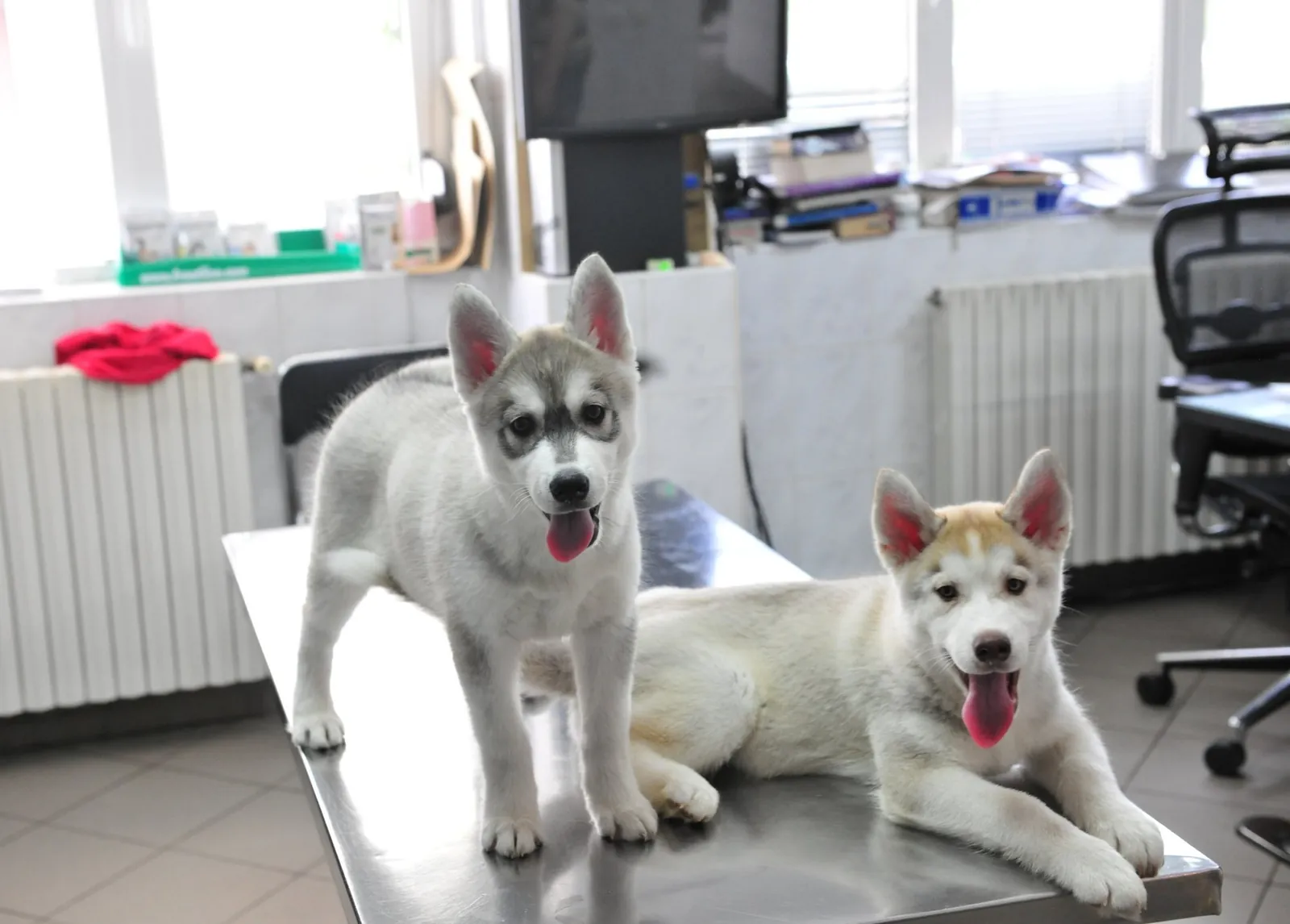 Doi pui de husky pe masa de consultație din clinica CentroVet